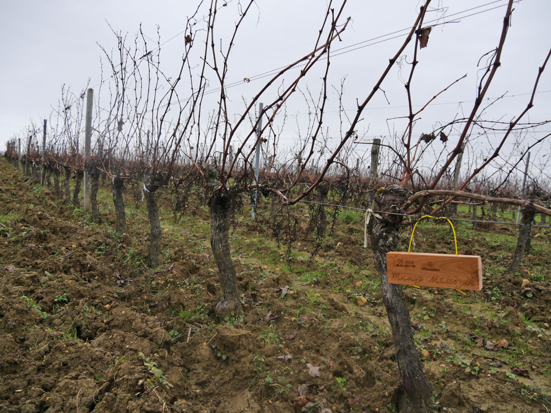 Виноградник на урожай